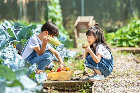 摘柿子男孩男孩女孩一起摘蔬菜背景