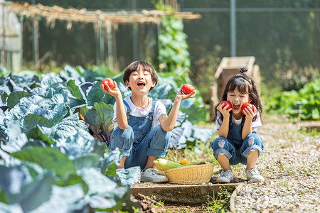 摘柿子男孩男孩女孩一起摘蔬菜背景