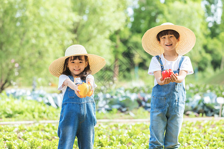 小朋友蔬菜地里摘蔬菜图片