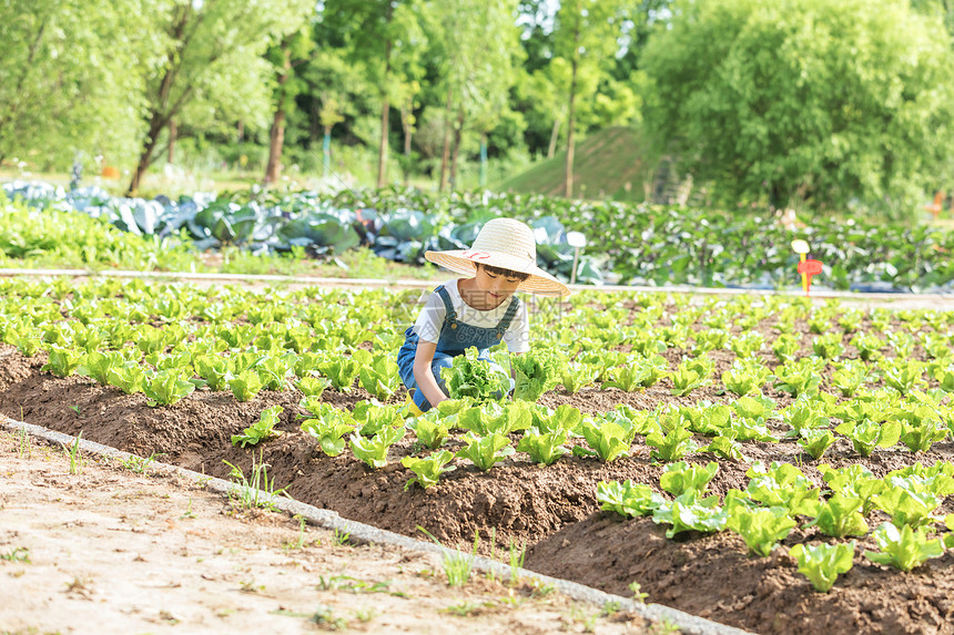 小男孩农场摘蔬菜图片