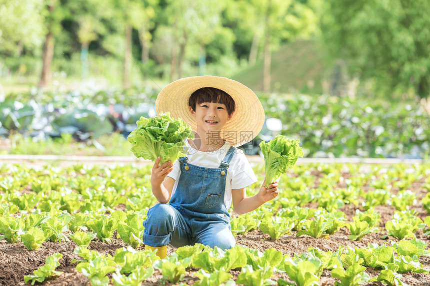 小男孩农场摘蔬菜图片