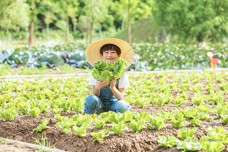 小男孩农场摘蔬菜图片