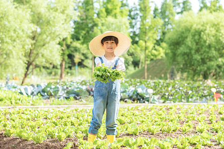 小男孩农场摘蔬菜图片