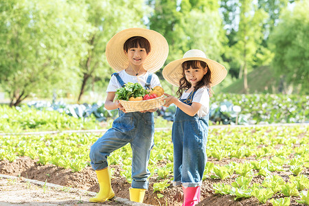 小朋友蔬菜地里摘蔬菜图片