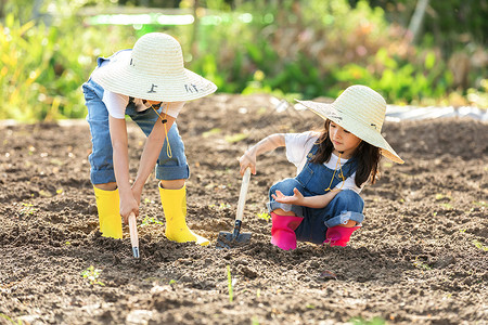儿童植树小朋友一起挖土豆背景