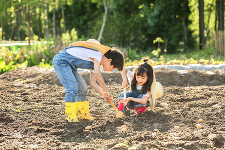 孩子农场小朋友一起挖土豆背景