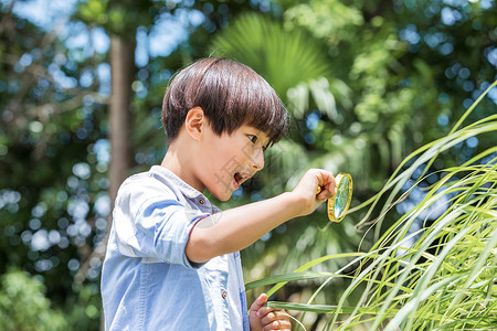 小朋友放大镜小男孩放大镜观察植物背景