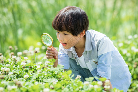 放大镜男孩小男孩放大镜观察植物背景