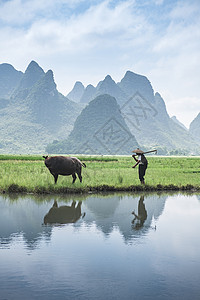 冒号与牛牛夫与牛在田野上背景