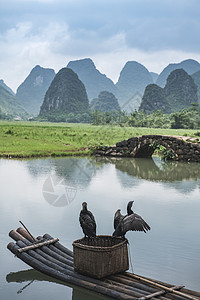 河塘边田野鱼塘边的鸬鹚背景