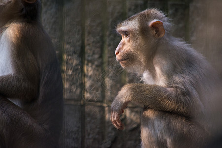 动物猴子素材牢笼里的猴子背景