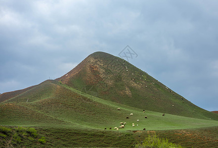 新疆天山草原牲畜素材图片