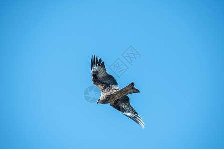 黑色鹰野生动物鹰飞禽鸟类摄影背景