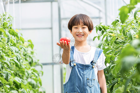 摘柿子男孩小男孩菜棚摘菜背景