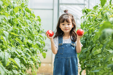 西红柿农场小女孩蔬菜棚摘水果背景