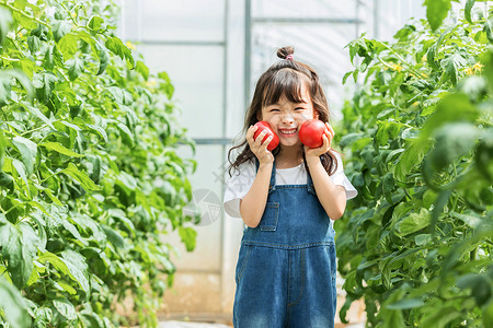 红色西红柿小女孩蔬菜棚摘水果背景