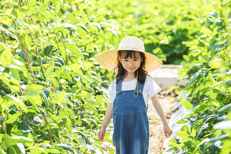 阳光菜地小女孩菜棚摘菜背景