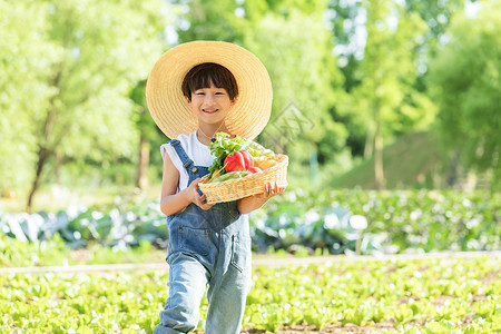 阳光菜地小男孩田地摘菜背景