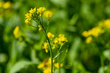 美丽油菜花图片