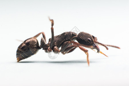 天鹅绒蚂蚁微距蚂蚁背景