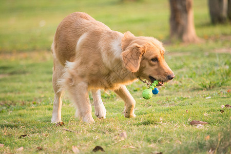 草地上的宠物狗金毛背景图片