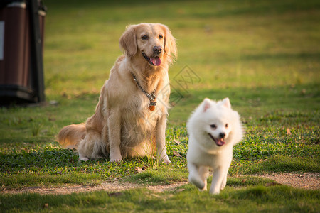 狗崽草地上的宠物狗金毛背景