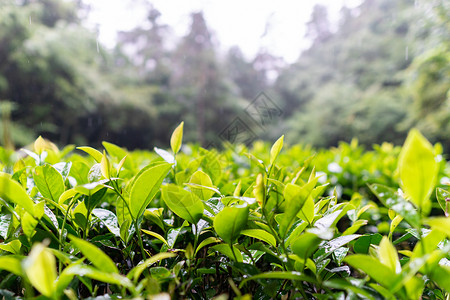 茶叶局部雨天茶高清图片