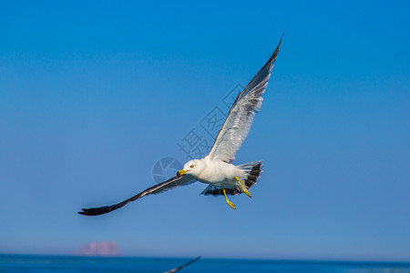 海鸥展翅飞翔背景图片