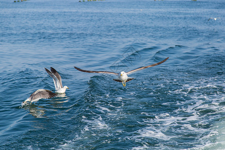 海面飞翔的海鸥背景图片