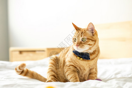 橙色猫咪边框中华田园猫背景