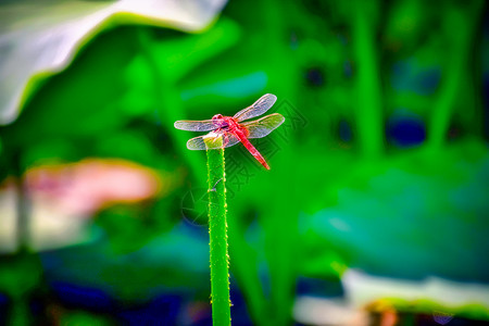 红荷叶红蜻蜓背景