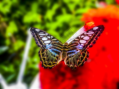 杂色花斑蝴蝶背景