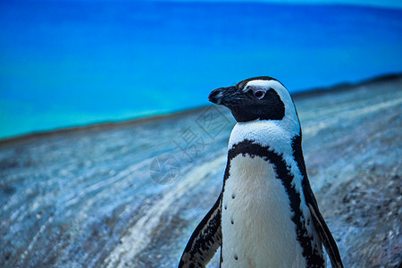 企鹅海边可爱企鹅高清图片