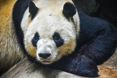 国家一级保护动物熊猫背景