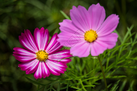 格桑花图片