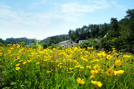 乡间野花农村风貌背景