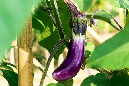 家常茄子菜园里的紫色茄子背景
