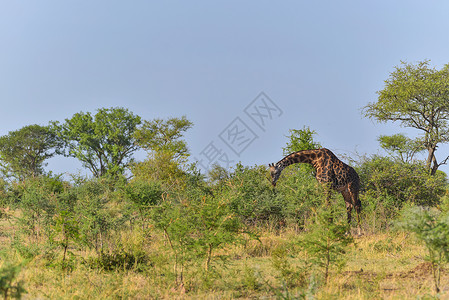 吃草的长颈鹿背景图片