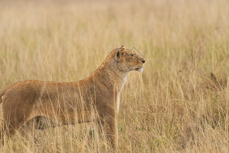 草丛中的狮子背景图片