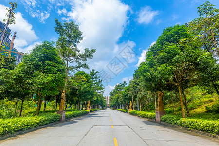 陵园道路林荫道公园道高清图片