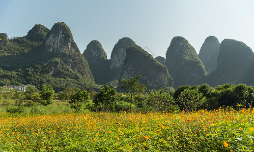 黄波斯菊广西省阳朔县十里画廊景区花儿盛开背景