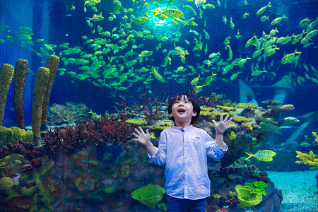 小男孩赏鱼小男孩参观海洋馆背景
