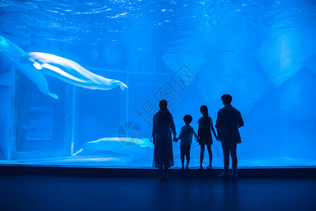 亲子鲸鱼年轻家庭参观海洋馆背影背景