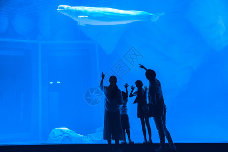 儿童剪影年轻家庭参观海洋馆背影背景