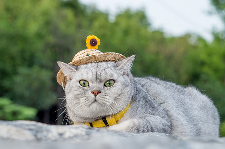 小草帽猫咪宠物猫英短猫高清图片