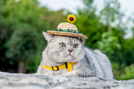 猫咪向日葵边框小草帽猫咪背景