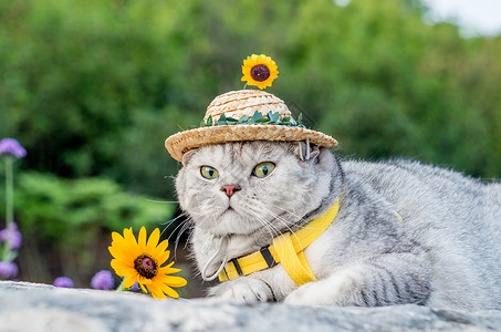 猫咪向日葵边框小草帽猫咪背景