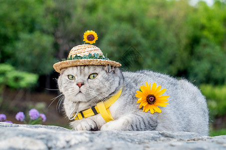 猫咪向日葵边框小草帽猫咪背景
