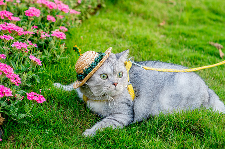 猫和草地小草帽猫咪背景