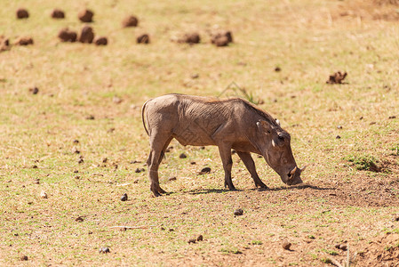 非洲野猪游猎野猪怪高清图片